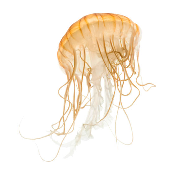 istock Japanese sea nettle, Chrysaora pacifica, Jellyfish against white background 943988806