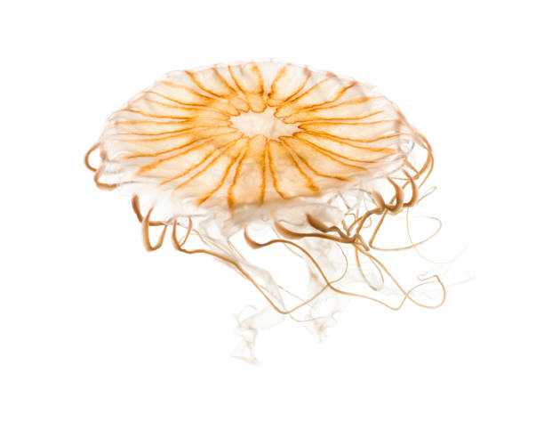 istock Japanese sea nettle, Chrysaora pacifica, Jellyfish against white background 943988882