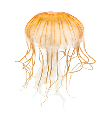 Close up on jellyfish under red light