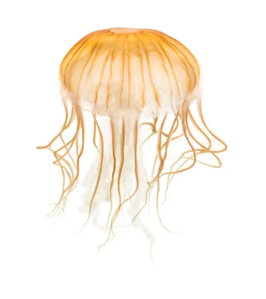 Photo of Japanese sea nettle, Chrysaora pacifica, Jellyfish against white background