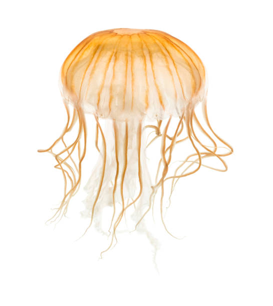 japanese sea nettle, chrysaora pacifica, jellyfish against white background - medusa imagens e fotografias de stock