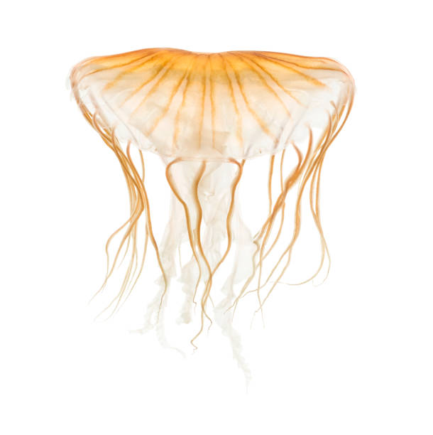 istock Japanese sea nettle, Chrysaora pacifica, Jellyfish against white background 943988902