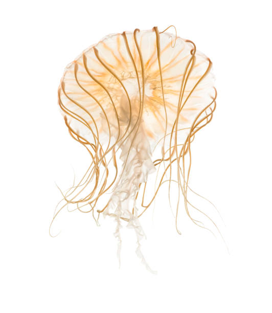 istock Japanese sea nettle, Chrysaora pacifica, Jellyfish against white background 943988904