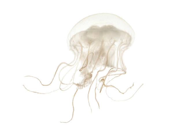 Disc jellyfish, Sanderia malayensis, swimming against white background