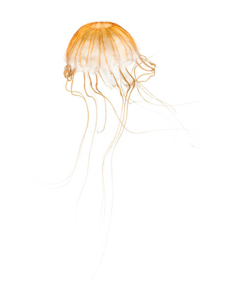 istock Japanese sea nettle, Chrysaora pacifica, Jellyfish against white background 943988920