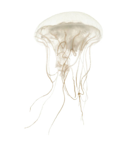 istock Disc jellyfish, Sanderia malayensis, swimming against white background 943988926