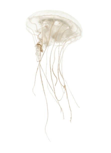 istock Disc jellyfish, Sanderia malayensis, swimming against white background 943988940