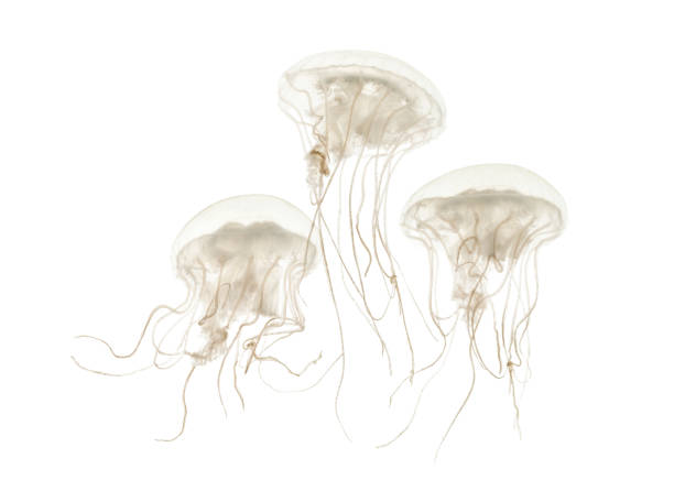 Disc jellyfish, Sanderia malayensis, swimming against white background Disc jellyfish, Sanderia malayensis, swimming against white background small group of animals stock pictures, royalty-free photos & images