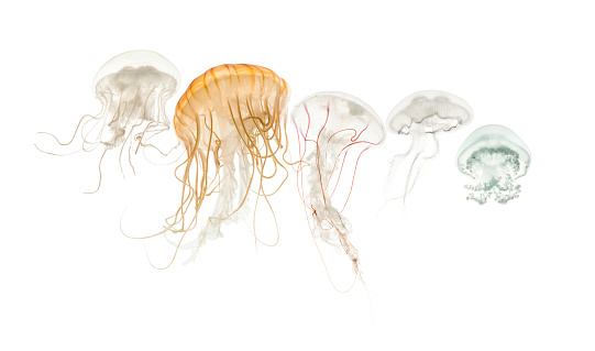 Common jellyfish, Aurelia aurita, Cannonball jellyfish, Stomolophus meleagris, Purple-striped jellyfish, Chrysaora colorata and Disc jellyfish, Sanderia malayensis, against white background