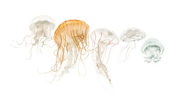 Photo of Common jellyfish, Aurelia aurita, Cannonball jellyfish, Stomolophus meleagris, Purple-striped jellyfish, Chrysaora colorata and Disc jellyfish, Sanderia malayensis, against white background