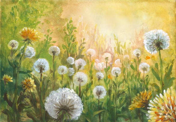 여름 유화 풍경, 인상파 - dandelion wildflower field flower stock illustrations
