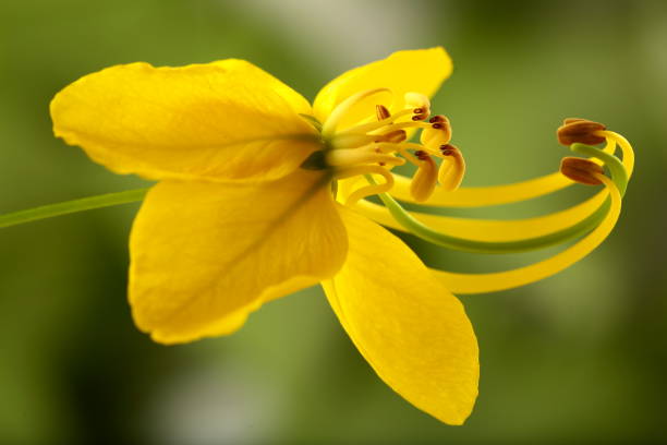 istock Cassia ,golden rain tree flower macro. 943989760