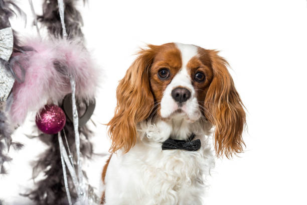 Cavalier King Charles Spaniel next to Christmas decoration against white background