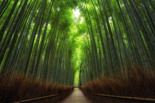 istock Bamboo Grove Kyoto 943993196