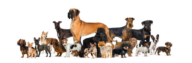large group of purebred dogs in studio against white background - side view dog dachshund animal imagens e fotografias de stock