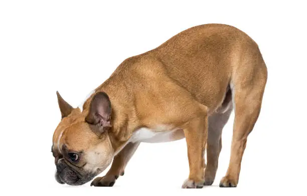 Photo of French Bulldog sniffing ground against white background