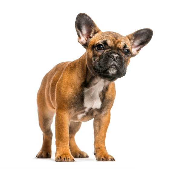 istock French Bulldog standing against white background 943993312