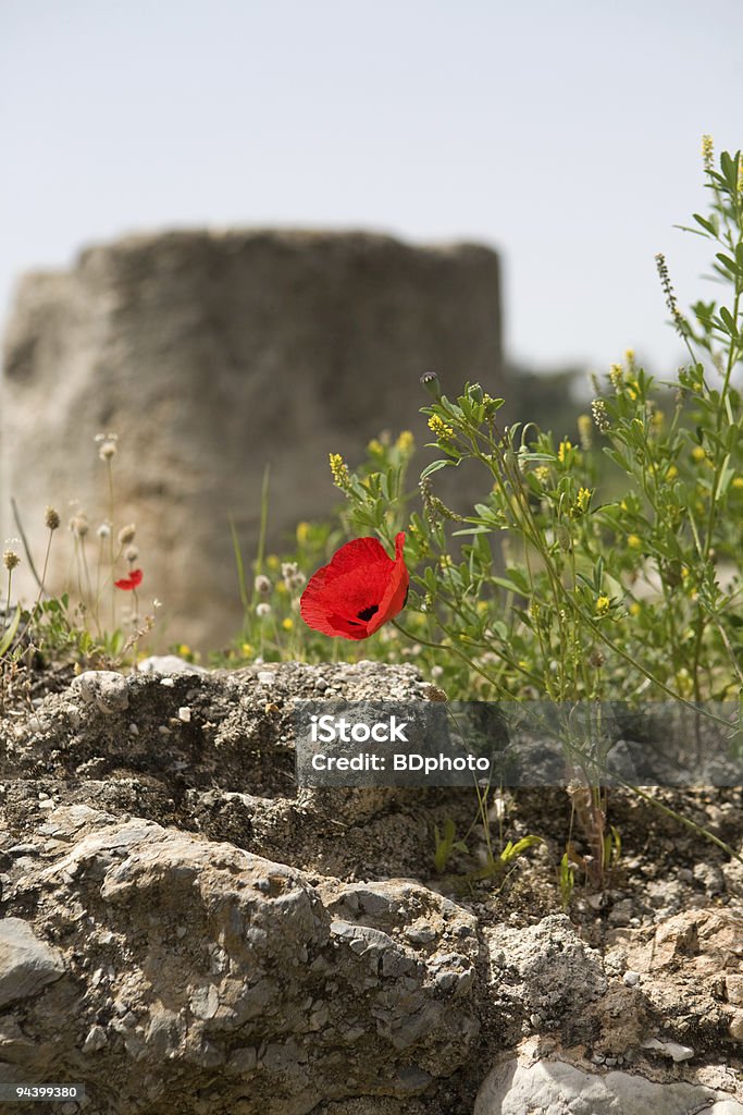 Wildblumen in Griechenland - Lizenzfrei Architektur Stock-Foto