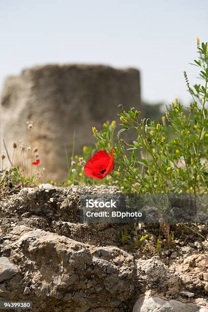 Wildblumen In Griechenland Stockfoto und mehr Bilder von Architektur - Architektur, Archäologie, Blume