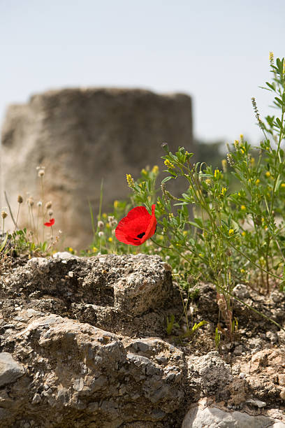 Close-up of a poppy flower at summer.