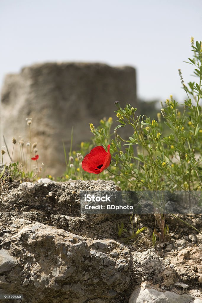 Flores silvestres na Grécia - Foto de stock de Arcaico royalty-free