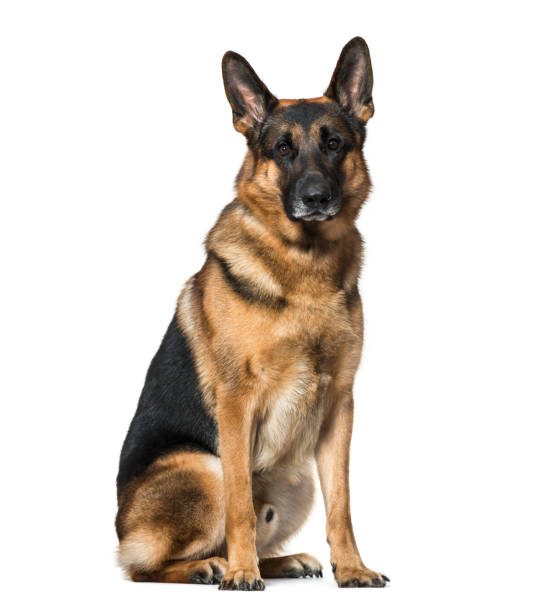 istock German Shepherd dog sitting against white background 943994344