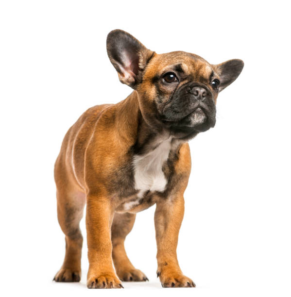istock French Bulldog standing against white background 943994956