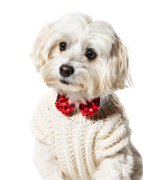 мальтийская собака в галстуке-бабочке и свитере на белом фоне - bow looking at camera waist up indoors стоковые фото и изображения