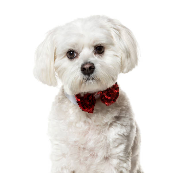 мальтийская собака в галстуке-бабочке на белом фоне - bow looking at camera waist up indoors стоковые фото и изображения