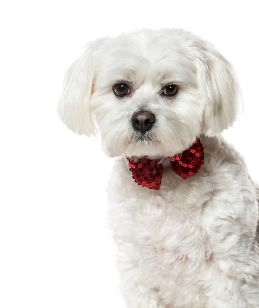 istock Maltese dog in bow tie against white background 943995584