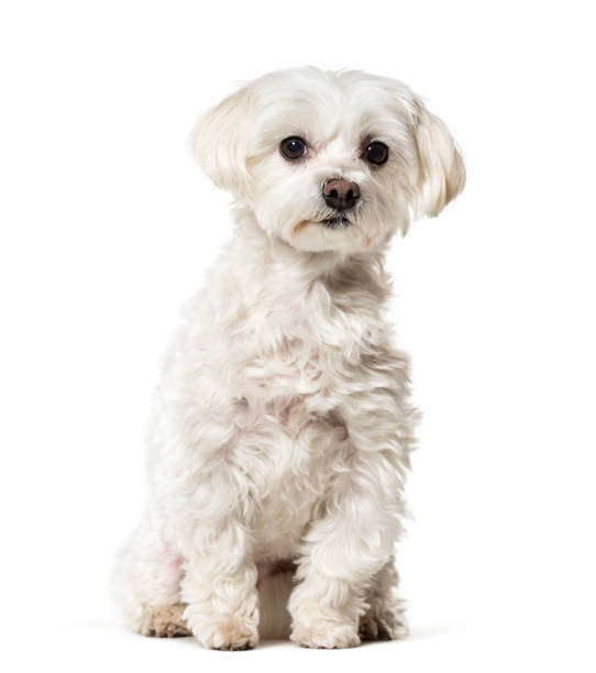 istock Maltese dog sitting against white background 943995670