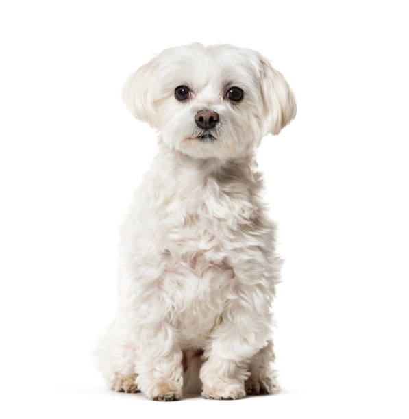 istock Maltese dog sitting against white background 943995718