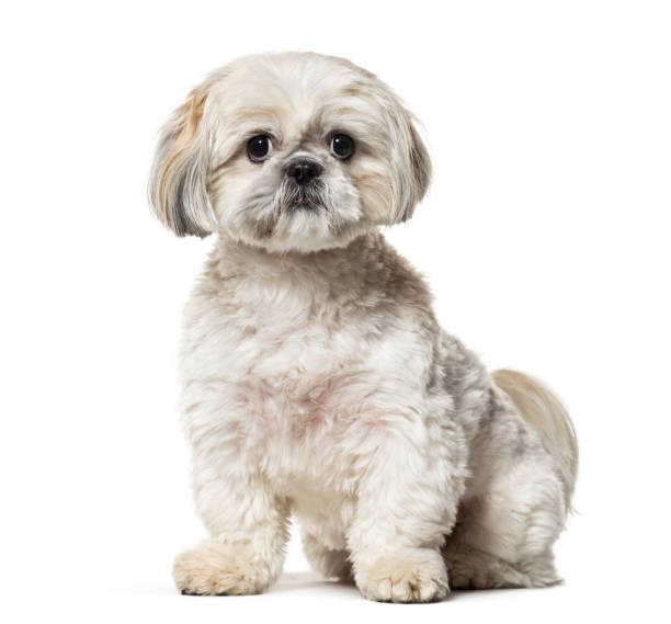 istock Shih Tzu sitting against white background 943995738