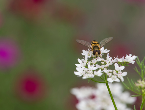 A syrphe, European drone fly visits a flower in the Laurentian forest in the spring.