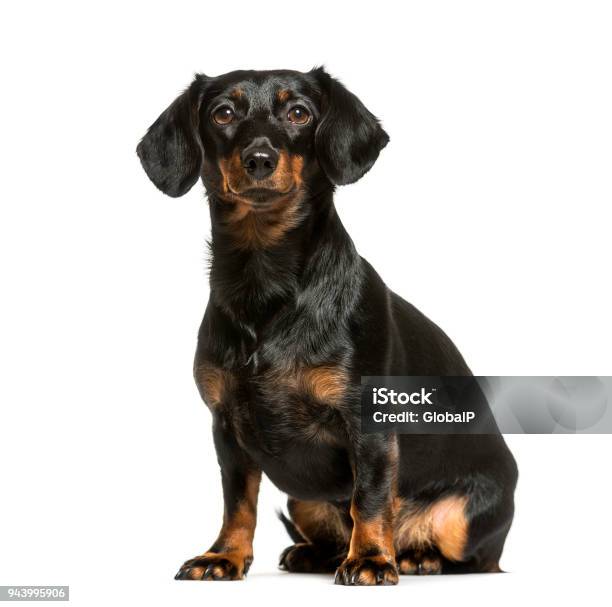 Dachshund Sitting Against White Background Stock Photo - Download Image Now - Dachshund, Dog, White Background