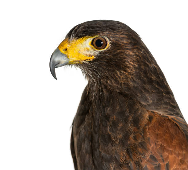 Profile of Harris's hawk, Parabuteo unicinctus, against white background