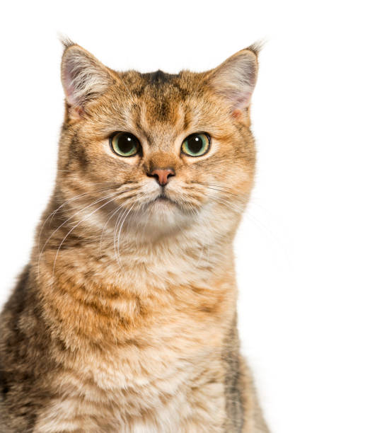 istock British Shorthair cat against white background 943995972