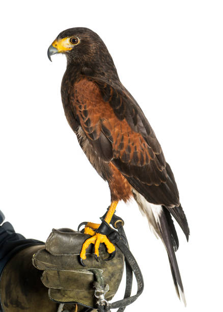 istock Harris's hawk, Parabuteo unicinctus, perching on falconer's glove against white background 943995990