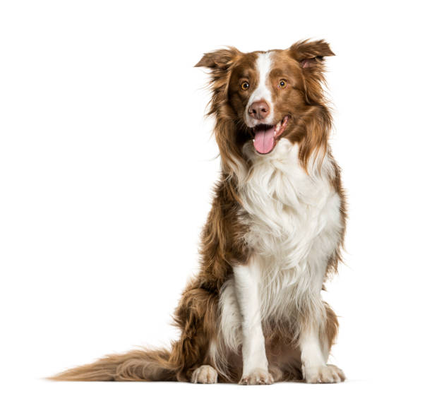 border collie haletant sur fond blanc - sheepdog photos et images de collection