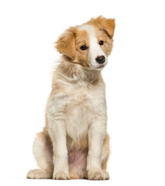 istock Border Collie puppy sitting against white background 943996058