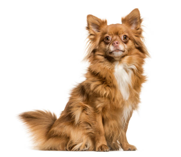 istock Mixed breed dog sitting against white background 943996134