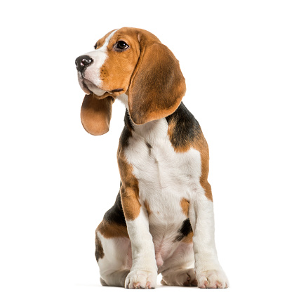 Young Beagle sitting in studio looking away against white background