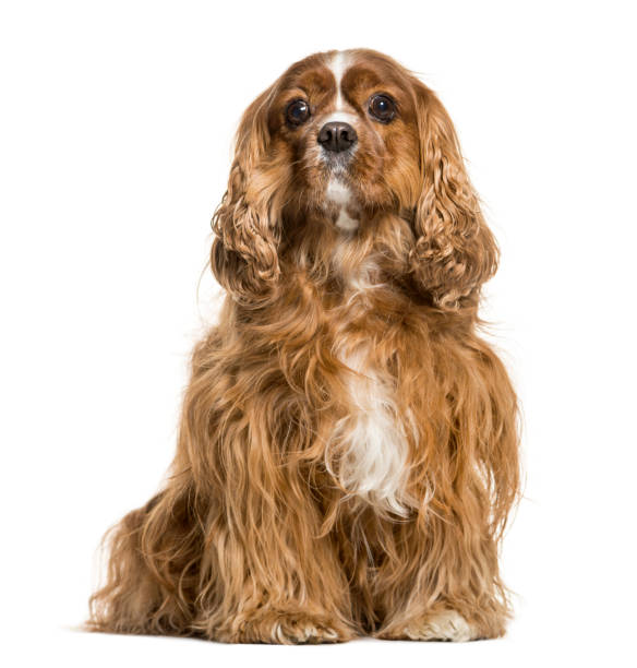 istock Cavalier King Charles Spaniel sitting against white background 943996224