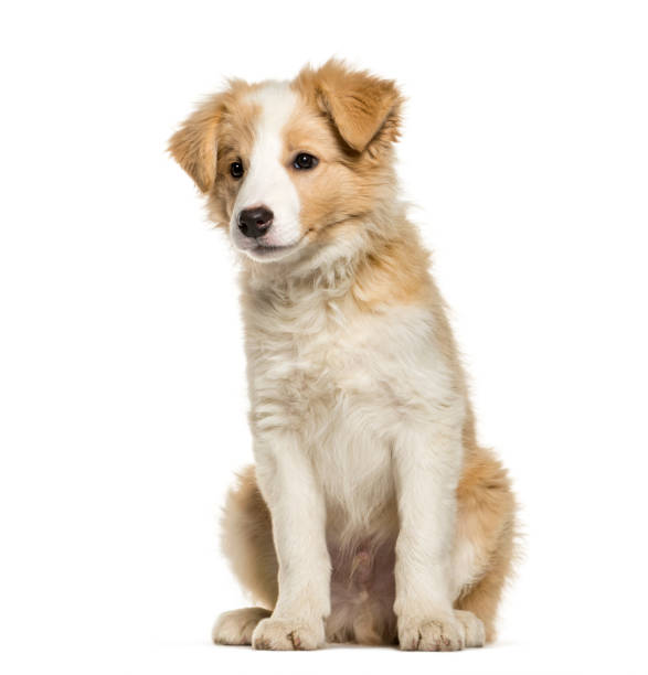 istock Border Collie puppy sitting against white background 943996264