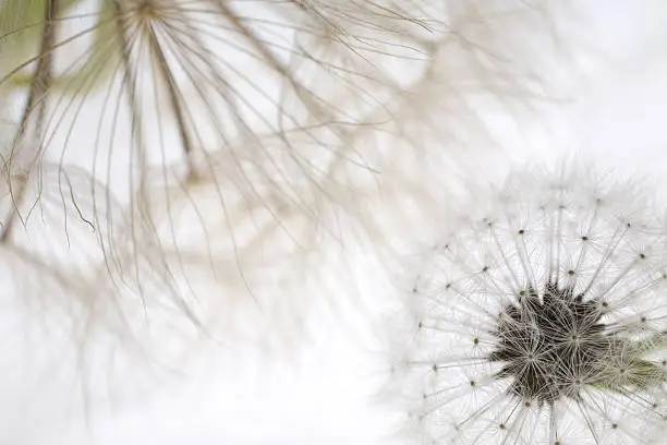 Photo of two dandelions together on a bright white background