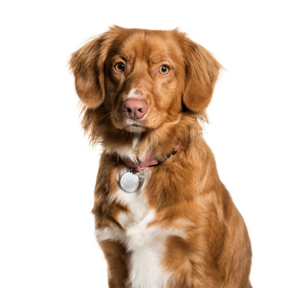 istock Nova Scotia Duck Tolling Retriever against white background 943996294