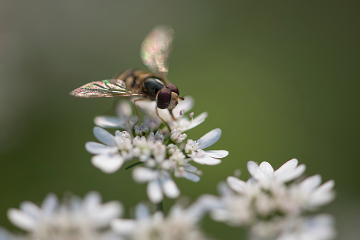 Hover fly on a cornflower bud in a meadow in Stukeley Meadows Nature Reserve,  Huntingdon