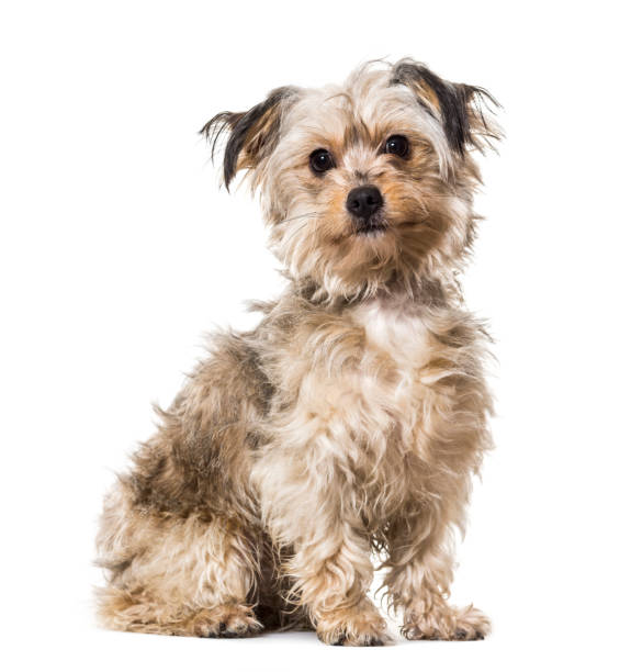 istock Mixed-breed dog sitting against white background 943996390