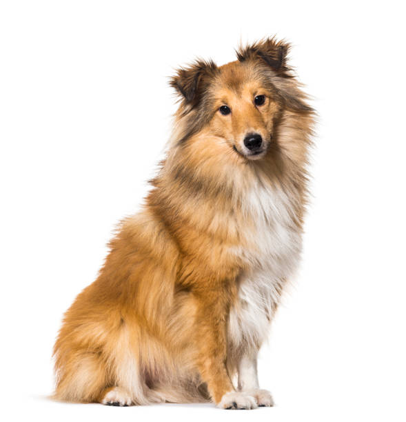 istock Shetland Sheepdog sitting against white background 943996396