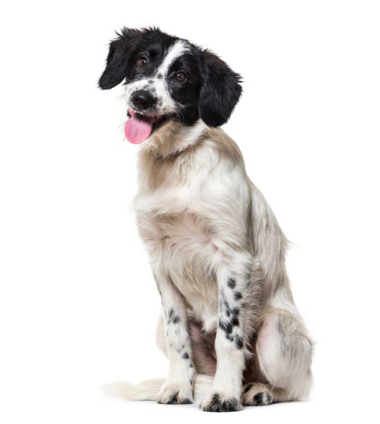 perro de raza mixta sentada sobre fondo blanco - mixed breed dog fotografías e imágenes de stock